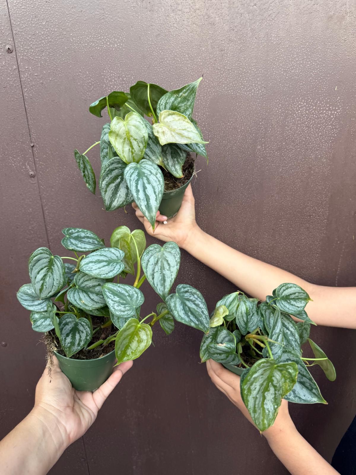 4” philodendron brandi