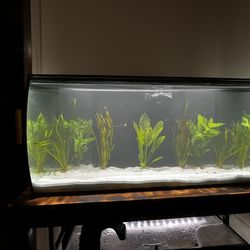 32.5 Gallon Fluval Flex Fish Tank