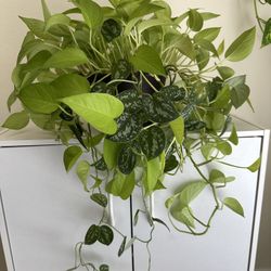 Mix of neon and satin pothos