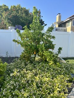 Moro Blood Orange Tree