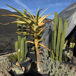 Cactus & Succulents & Trees 