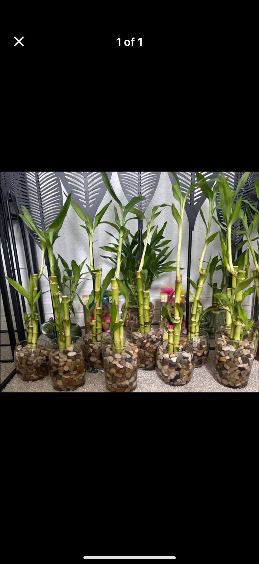 Lucky Bamboo Plants $10 Each Firm!!