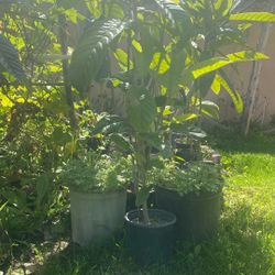 Big loquat Trees 