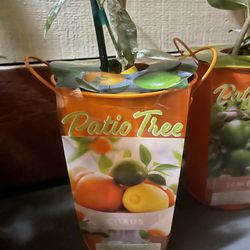 Citrus Patio Tree