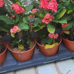 Coronas De Cristo Flor Grande Diferentes Colores 