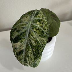 Alocasia Ninja Tricolor