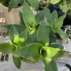 Plants With Pot