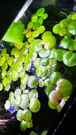 Aquarium plants