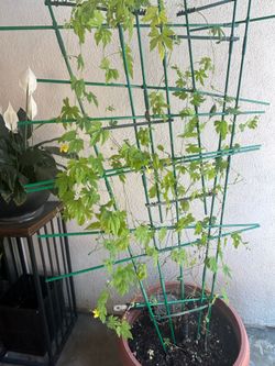 $30 BITTER MELON PLANT
