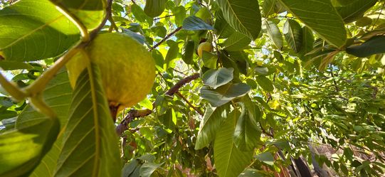 Big mature creamy guava tree