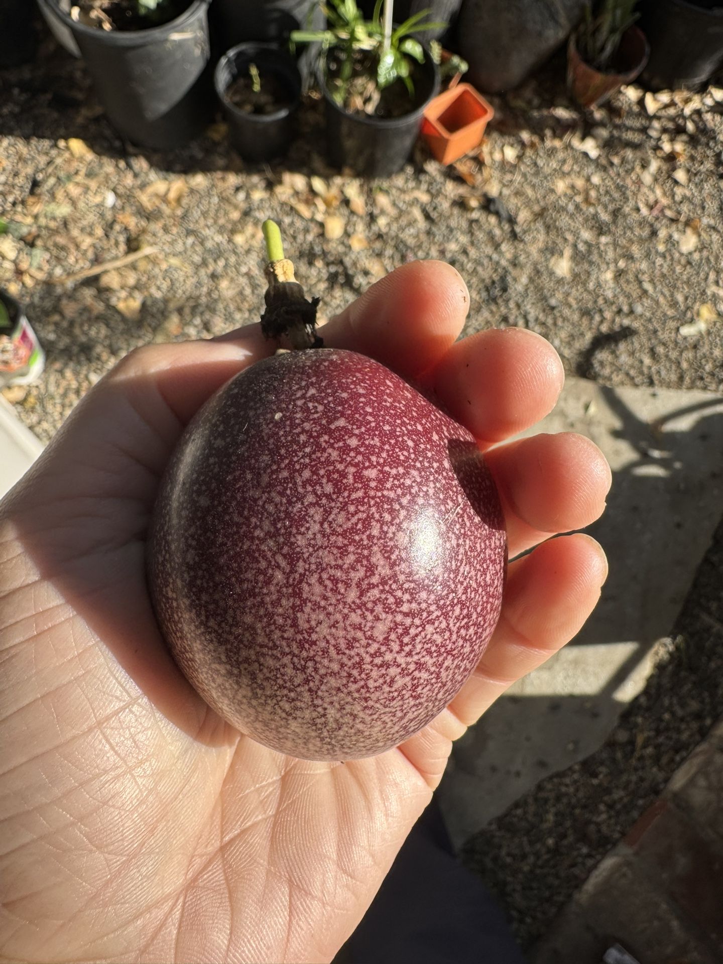 Purple Passion Fruit Plant