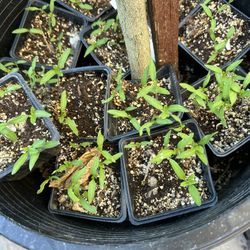 Red Tomato Seedling In 3 Inches Pot