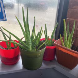 Sabilas  En Venta