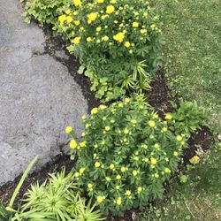 Perennial flowers for sale