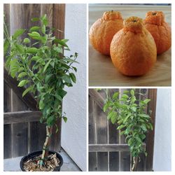 SALE RARE SUMO SHIRANUI DEKOPON MANDARIN GRAFTED CITRUS 不知火 SEMI DWARF FRUIT TREE IN 5 GALLON POTS Quýt Túi Tiền Around 4 F Tall  The fruit is aromati