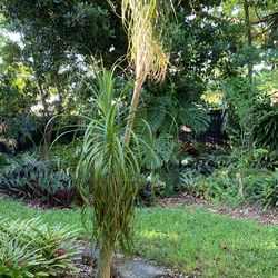 Palm Tree
