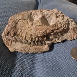 Genuine Oreodont Fossil Skull