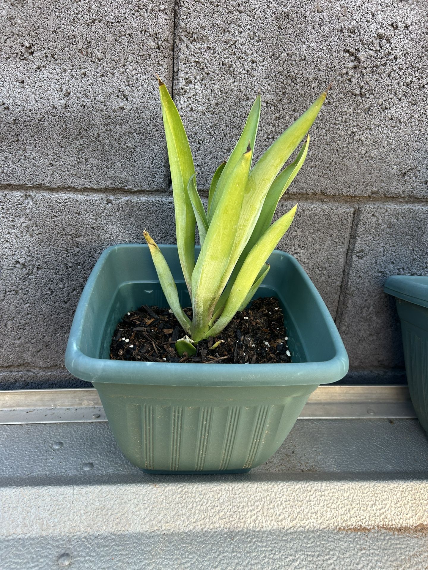 Foxtail agave Plant
