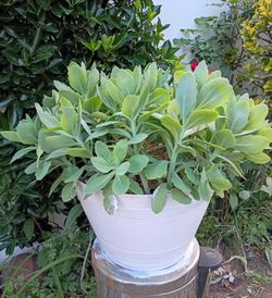 Autumn joy sedum