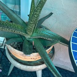 Beautiful Plant 