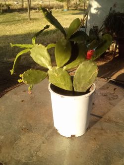 Very Large Blooming Prickly Pear Cactus in Pot – Rare Variety, Actively Flowering! ¡Gran Cactus Nopal