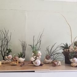 Live Plants With Coral,Driftwood And Sea Fans.