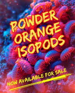 POWDER ORANGE ISOPODS