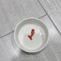 Pet Bowl Goldfish design 
