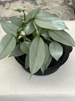 Philodendron “Silver Sword”- 1 Rooted Cutting, Indoor Plant, Houseplant 