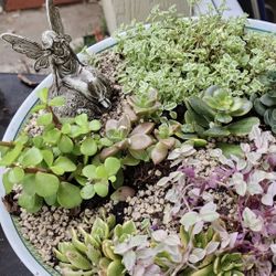 Succulents Arrangements  $10 To $20 Great Presents. San Lorenzo