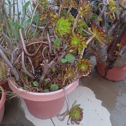 LARGE SUCCULENT 