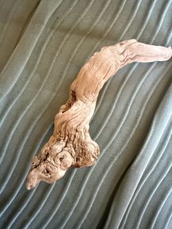 Unique piece of beach driftwood decor