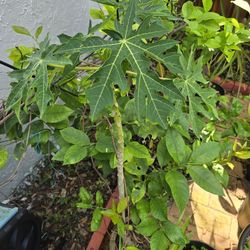 4 Ft Papaya Tree
