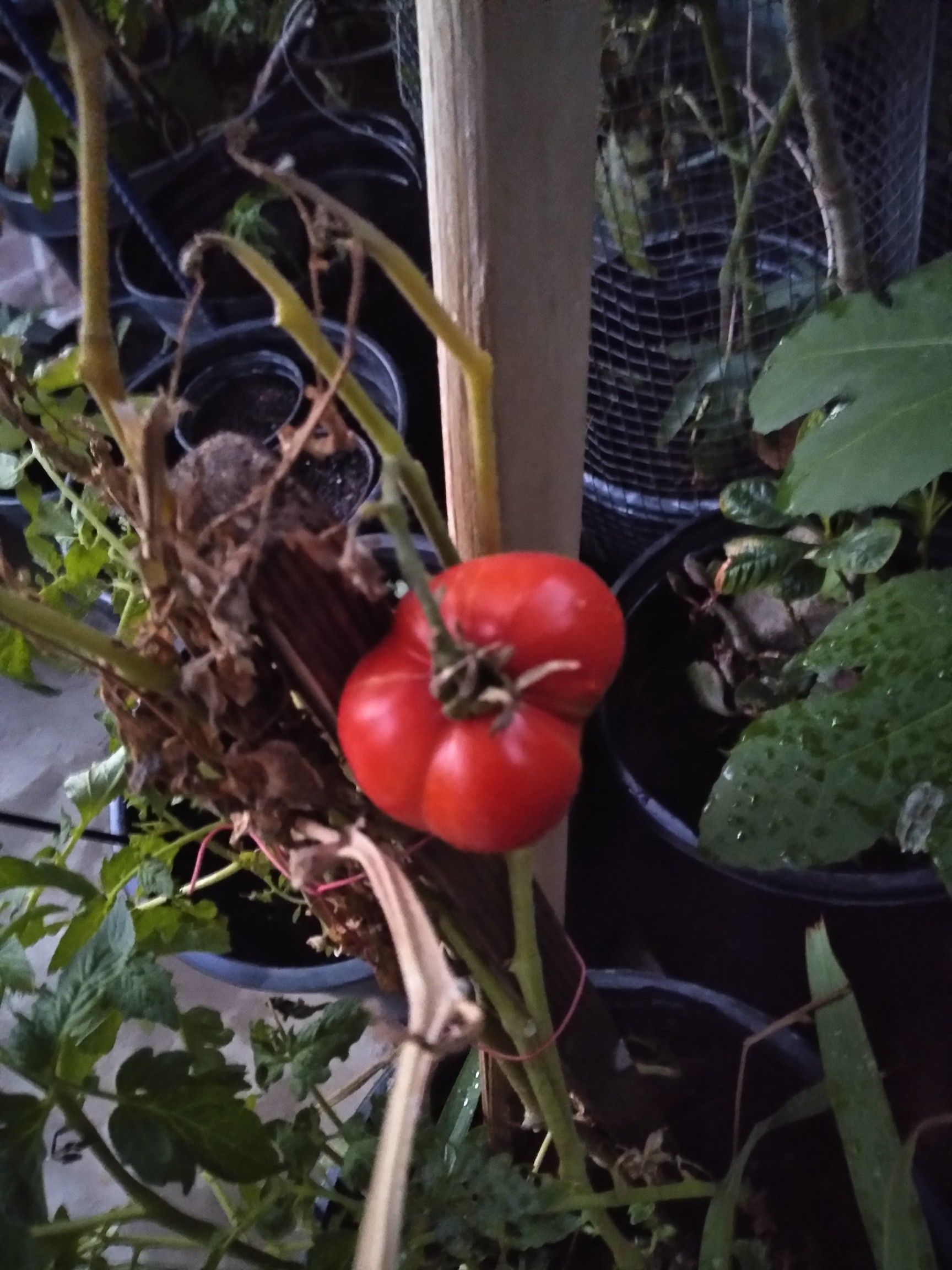 Tomatoes with fruit on