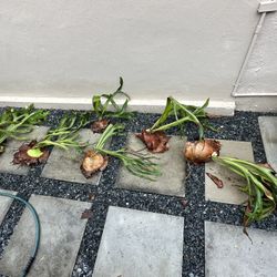 Staghorn fern $30 Pickup In coconut Grove 