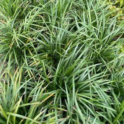 Liriope plants on sale now $6
