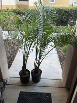 Palms