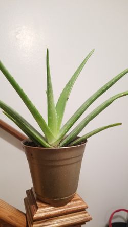 Aloe vera Healthy and best air purifying house plant in the new pot