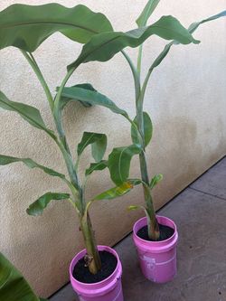 Blue Java Banana tree 8ft