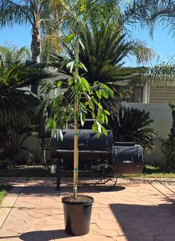 Hass Avocado  GRAFTED Tree  Self pollinating    