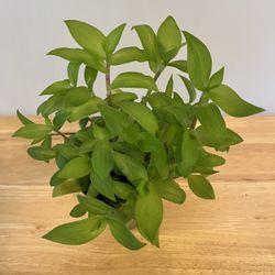 Tradescantia House Plant. Sammamish, Beaver lake.