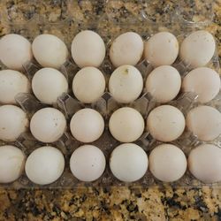 White Hard Duck Eggs 