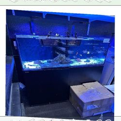 High-End Aquarium Setup - Superior Quality Choice speech inside