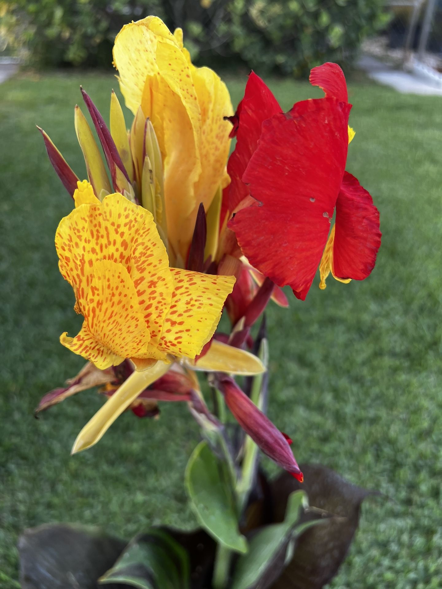 CANNA LILY (3 Gallon Pot) Show Stopper, Flashy and Flamboyant