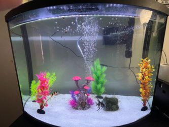 Bow Front Aquarium Fish Tank with Accessories