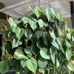 BABY PHILODENDRONS PLANTS  🌱 