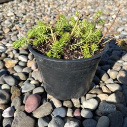 Succulents 