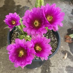 Colecctiion  Cactus Blooming Purple Flowers Plant, In 2 Gallons Pot Pick Up Only