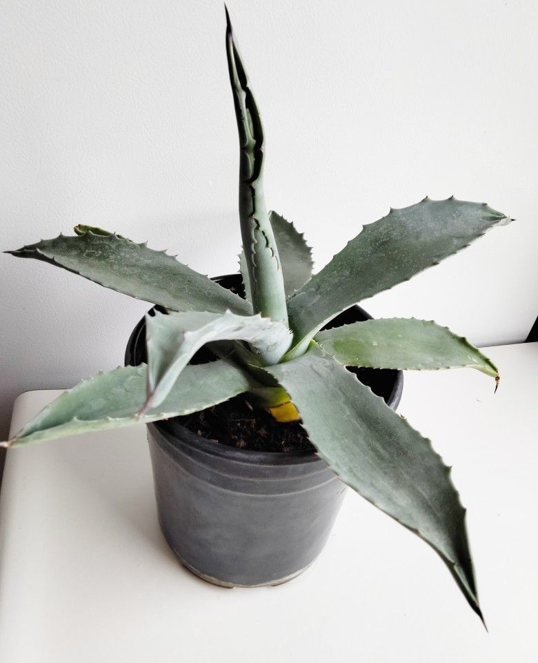 Blue Agave Live Plant Very Healthy