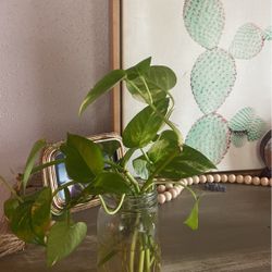 Variegated Pothos Cuttings  